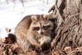 Raccoon in winter