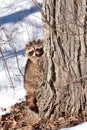 Raccoon in winter