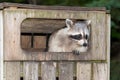 Raccoon In A Wooden Garbage Bin