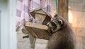 Raccoon (Procyon lotor) on a bird feeder, eastern Ontario. Masked mammal looks for and finds an easy meal. Royalty Free Stock Photo