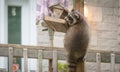 Raccoon (Procyon lotor) on a bird feeder, eastern Ontario. Masked mammal looks for and finds an easy meal. Royalty Free Stock Photo