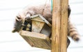 Raccoon - Procyon lotor, on a bird feeder, eastern Ontario. Masked mammal looks for and finds an easy meal. Royalty Free Stock Photo