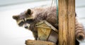 Raccoon (Procyon lotor); in the woods at a feeder. eastern Ontario. Masked mammal looks for and finds an easy mealP. Royalty Free Stock Photo