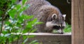 Raccoon (Procyon lotor) in the woods at a feeder. Royalty Free Stock Photo