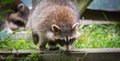 Raccoon (Procyon lotor) in the woods at a feeder. Royalty Free Stock Photo