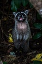 Raccoon (Procyon lotor) standing on its hind legs to scare away predators in the woods