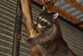 Raccoon in the zoo enclosure.