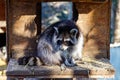 A raccoon in a zoo enclosure