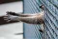 Raccoon in the zoo stuck his paws through the bars. Raccoons in the enclosure in the zoo. The raccoon , Procyon lotor