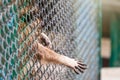 Raccoon in the zoo stuck his paws through the bars. Raccoons in the enclosure in the zoo. The raccoon , Procyon lotor