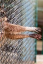 Raccoon in the zoo stuck his paws through the bars. Raccoons in the enclosure in the zoo. The raccoon , Procyon lotor