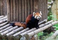 Raccoon in a zoo in Wuxi, Jiangsu province, China