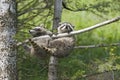 Raccoons Royalty Free Stock Photo