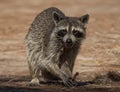 Foraging Raccoon in Florida