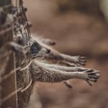 Cute raccoons in a cage in a zoo begging for food