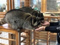 Raccoons eat from hands in the manual contact zoo, a man feeds animals from hands