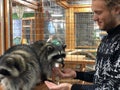 Raccoons eat from hands in the manual contact zoo, a man feeds animals from hands