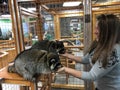 Raccoons eat from hands in the manual contact zoo, a woman feeds animals from hands