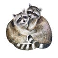 Raccoons embrace. Lovely loving animals in embraces isolated on white background. Watercolor. Illustration Royalty Free Stock Photo