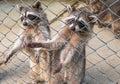 Raccoons in the enclosure in the zoo. The raccoon , Procyon lotor