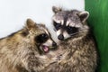 Raccoons hug each other, love animals