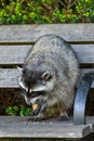 Raccoons Procyon lotor eating on a bench next to a garbage or trash in a can invading the city in Stanley Park, Vancouver Royalty Free Stock Photo