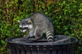 Raccoons Procyon lotor eating garbage or trash in a can invading the city in Stanley Park, Vancouver British Columbia, Canada Royalty Free Stock Photo