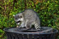 Raccoons Procyon lotor eating garbage or trash in a can invading the city in Stanley Park, Vancouver British Columbia, Canada Royalty Free Stock Photo