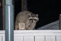 Raccoons (Procyon lotor) on fence at night looking or trash invading the city in Stanley Park Vancouver British