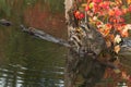 Raccoons Procyon lotor Look Out One Standing on Log Reflected in Water Autumn Royalty Free Stock Photo