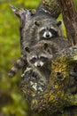 Raccoons Procyon lotor Look Out Second With Head on Back in Tree Autumn