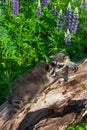 Raccoons Procyon lotor Meet Nose to Nose on Log Summer Royalty Free Stock Photo