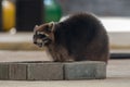 Raccoons Procyon lotor mouth open close up reddish from erythrism