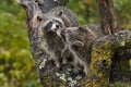 Raccoons Procyon lotor Nuzzle in Tree Autumn