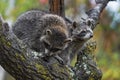 Raccoons Procyon lotor One Sniffing Other Looking Out of Tree in Rain Autumn