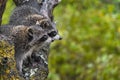 Raccoons Procyon lotor Side By Side Profile Look into Right Copy Space Autumn