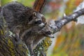 Raccoons Procyon lotor Sit Together Looking Right in Tree in Rain Autumn