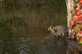 Raccoons Procyon lotor Stare Left From Logs in Pond Autumn