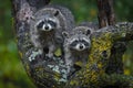 Raccoons Procyon lotor Stare Out From Tree Autumn