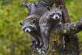 Raccoons Procyon lotor Stare Out From Tree in Rain Autumn