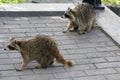 Raccoons