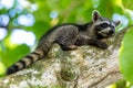 Raccoons resting in a tree in Cahuita National Park, Costa Rica Royalty Free Stock Photo
