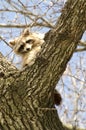 Raccoon Royalty Free Stock Photo