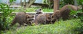 Raccoons (Procyon lotor) in the woods at a feeder. Royalty Free Stock Photo