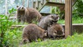 Raccoons (Procyon lotor) in the woods at a feeder. Royalty Free Stock Photo