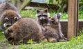 Raccoons (Procyon lotor) in the woods at a feeder. Royalty Free Stock Photo