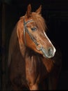 Race arabian horse portrait in dark stable Royalty Free Stock Photo