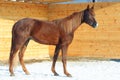 Race arabian horse portrait in winter paddock Royalty Free Stock Photo