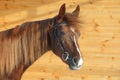 Race arabian horse portrait in winter paddock Royalty Free Stock Photo