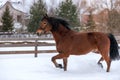 Race brown beautiful horse in winter